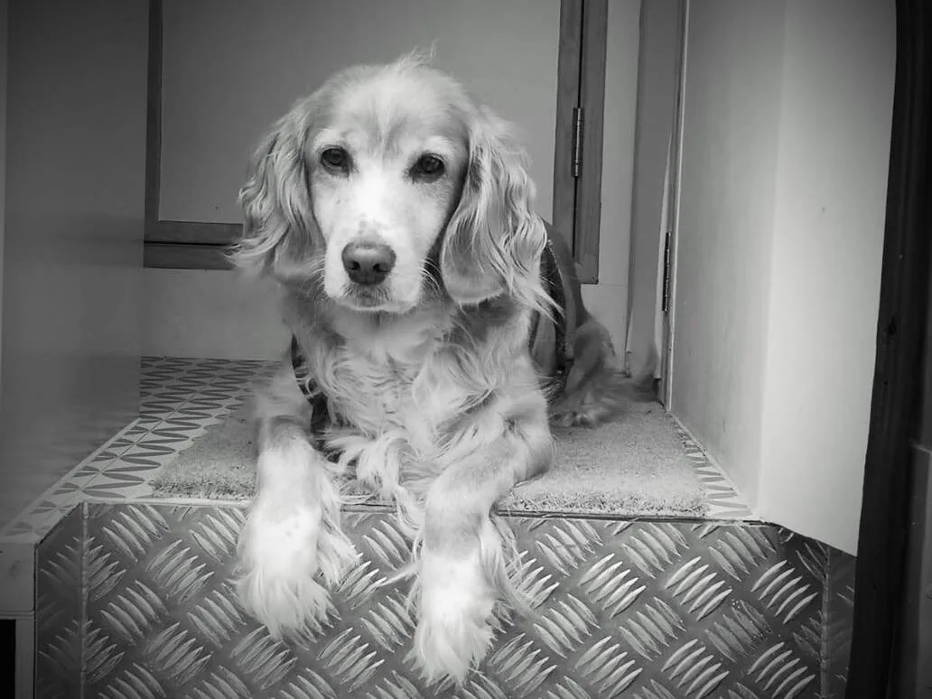 Lilly travelling dog