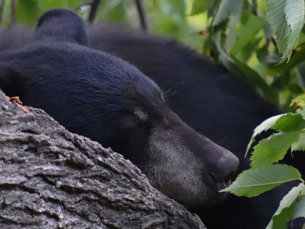 Black bear in the wild.