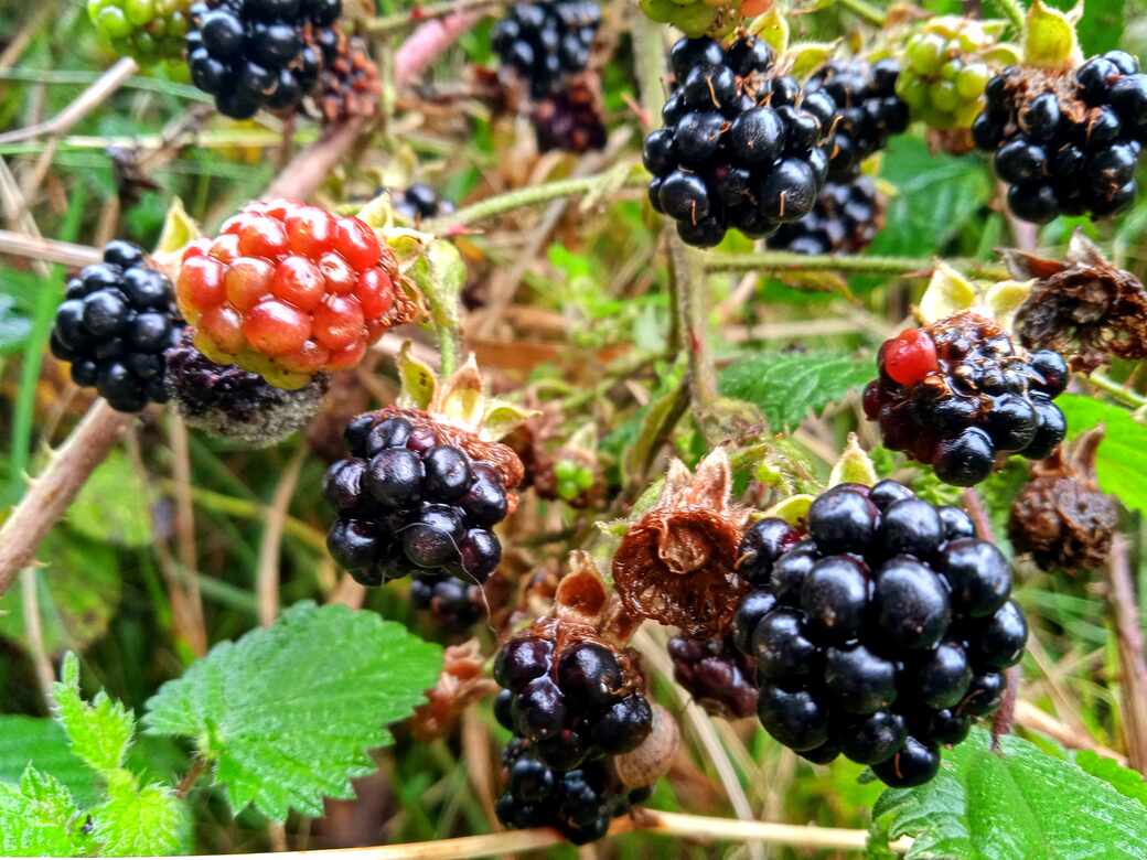 Blackberry bushes.