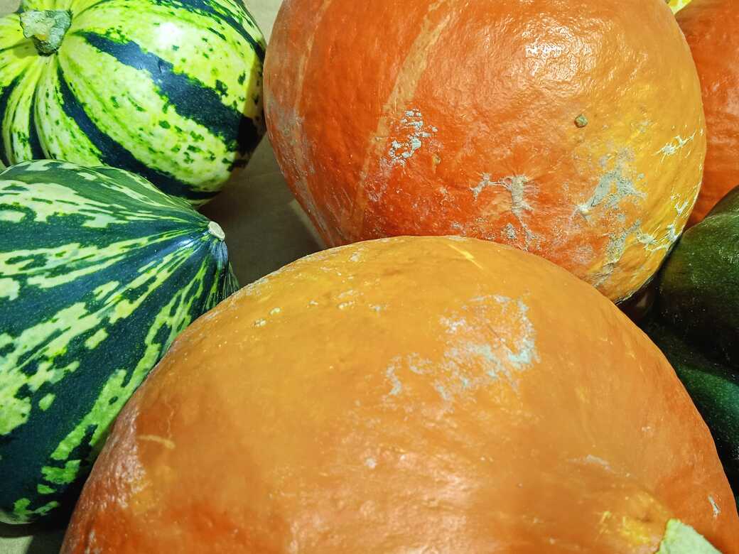 Autumns harvest festival, brightly coloured pumpkins.