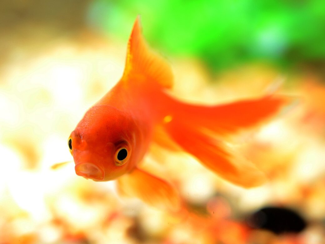 Goldfish, pixabay