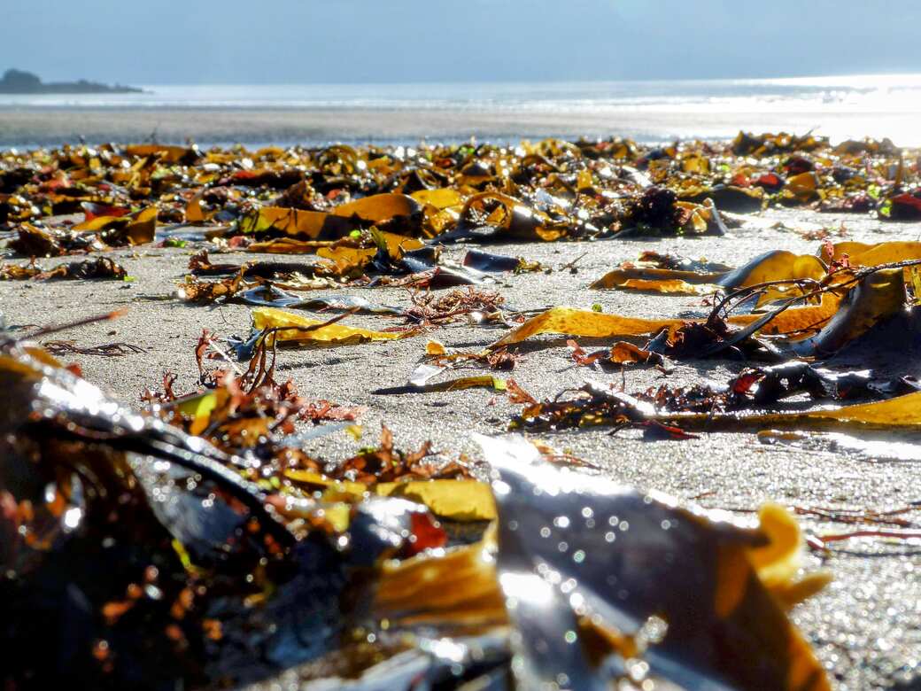 Beach littered with seaweed after a storm.